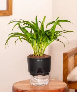 Kyari - Areca Palm Plant With Self Watering Pot