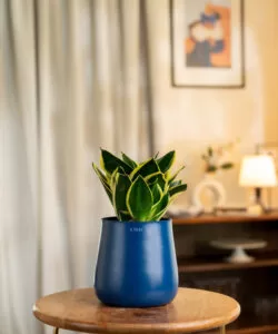 Kyari - Golden Hahnii Snake Plant With Self Watering Pot