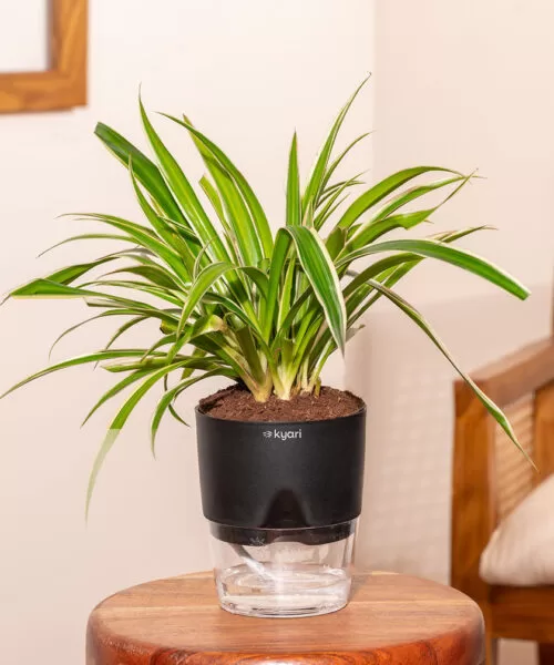 Spider Plant With Self Watering Pot