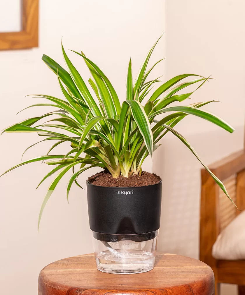 Kyari - Spider Plant With Self Watering Pot